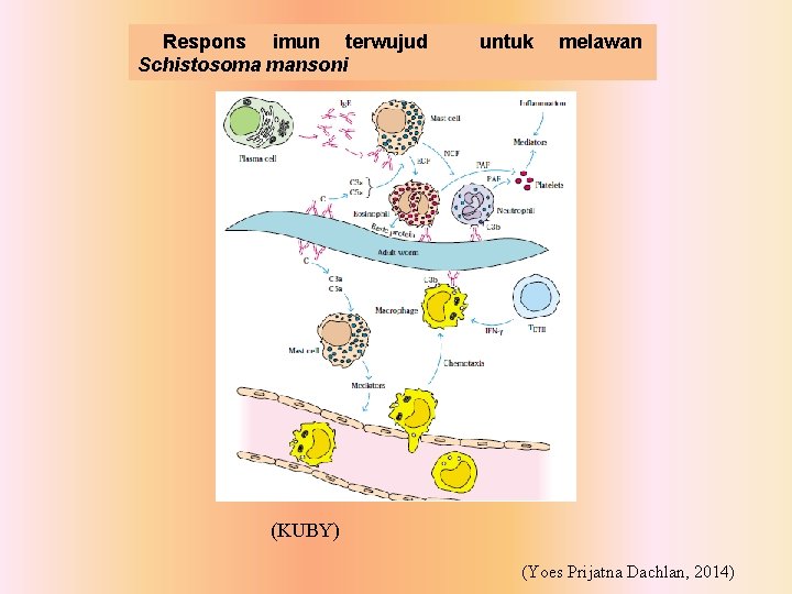 Respons imun terwujud Schistosoma mansoni untuk melawan (KUBY) (Yoes Prijatna Dachlan, 2014) 