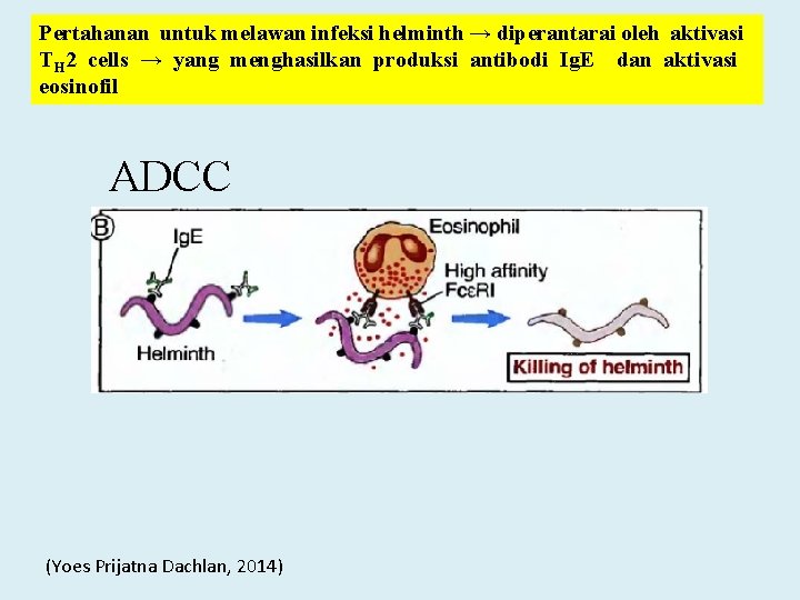 Pertahanan untuk melawan infeksi helminth → diperantarai oleh aktivasi TH 2 cells → yang