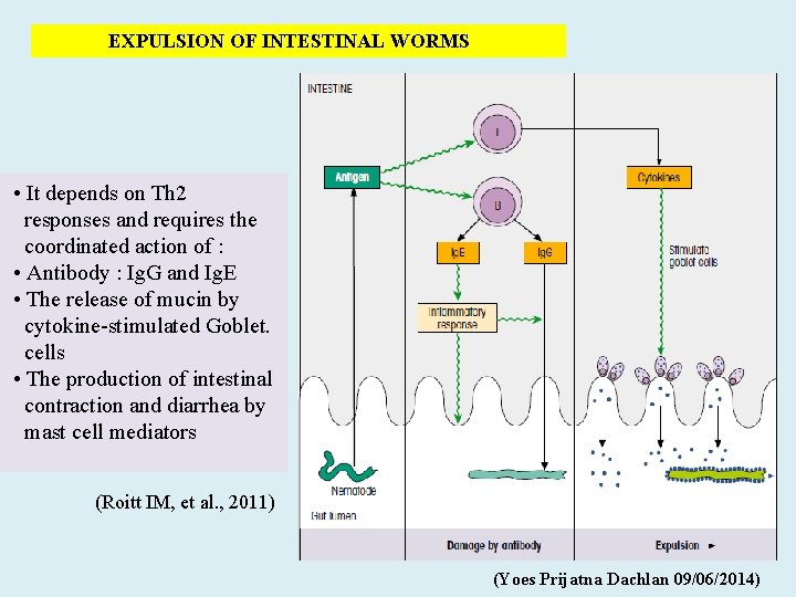 EXPULSION OF INTESTINAL WORMS • It depends on Th 2 responses and requires the