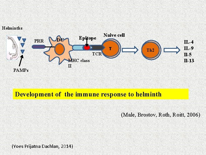 Helminths PRR Epitope DC TCR PAMPs Naive cell T Th 2 MHC class II