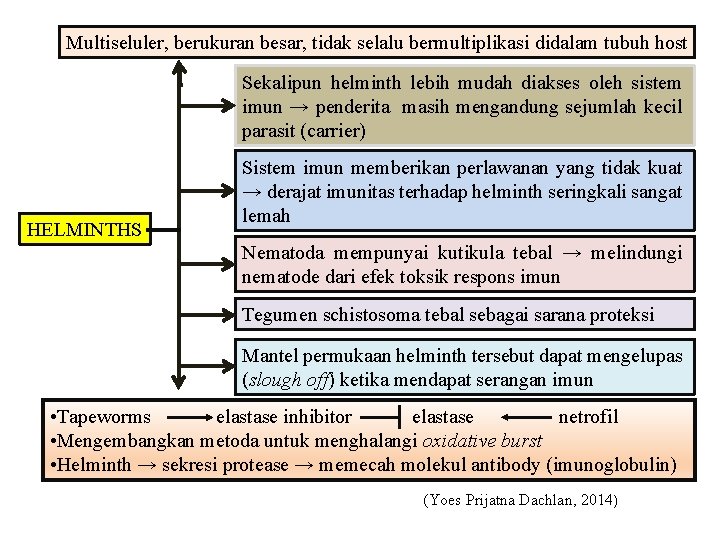 Multiseluler, berukuran besar, tidak selalu bermultiplikasi didalam tubuh host Sekalipun helminth lebih mudah diakses