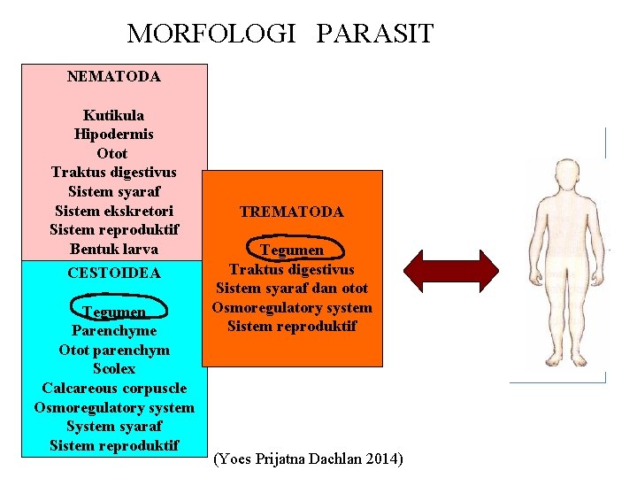 MORFOLOGI PARASIT NEMATODA Kutikula Hipodermis Otot Traktus digestivus Sistem syaraf Sistem ekskretori Sistem reproduktif