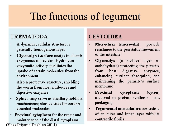 The functions of tegument TREMATODA CESTOIDEA • • A dynamic, cellular structure, a generally