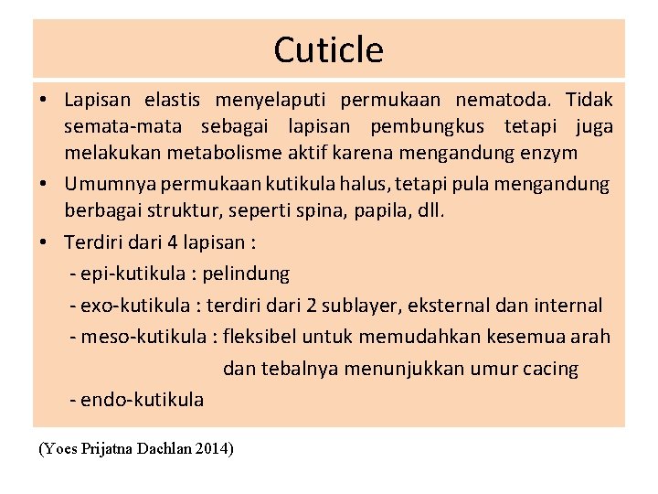 Cuticle • Lapisan elastis menyelaputi permukaan nematoda. Tidak semata-mata sebagai lapisan pembungkus tetapi juga