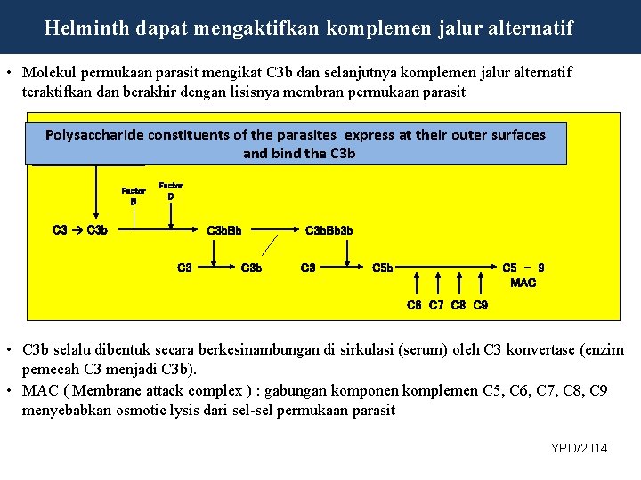 Helminth dapat mengaktifkan komplemen jalur alternatif • Molekul permukaan parasit mengikat C 3 b