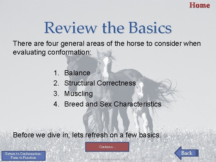 Home Review the Basics There are four general areas of the horse to consider Home Review the Basics There are four general areas of the horse to consider