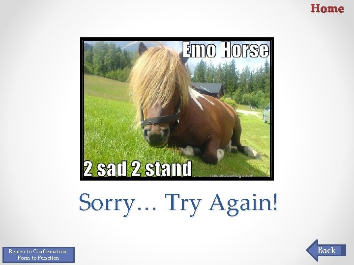 Home icanhascheezburger. com Sorry… Try Again! Return to Conformation: Form to Function Back Home icanhascheezburger. com Sorry… Try Again! Return to Conformation: Form to Function Back