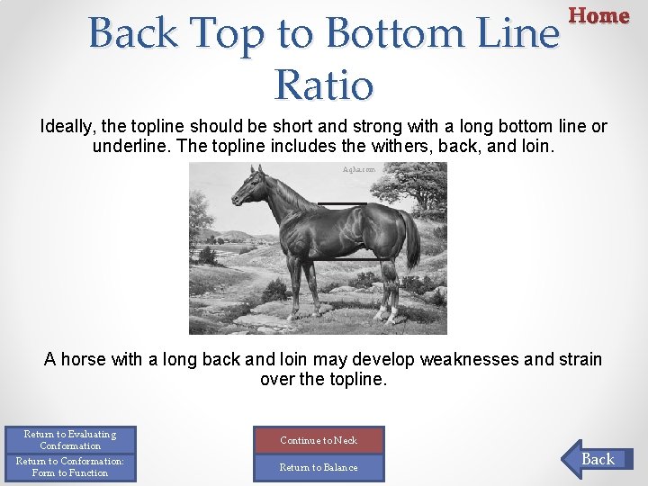 Back Top to Bottom Line Ratio Home Ideally, the topline should be short and Back Top to Bottom Line Ratio Home Ideally, the topline should be short and