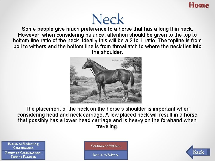 Neck Home Some people give much preference to a horse that has a long Neck Home Some people give much preference to a horse that has a long
