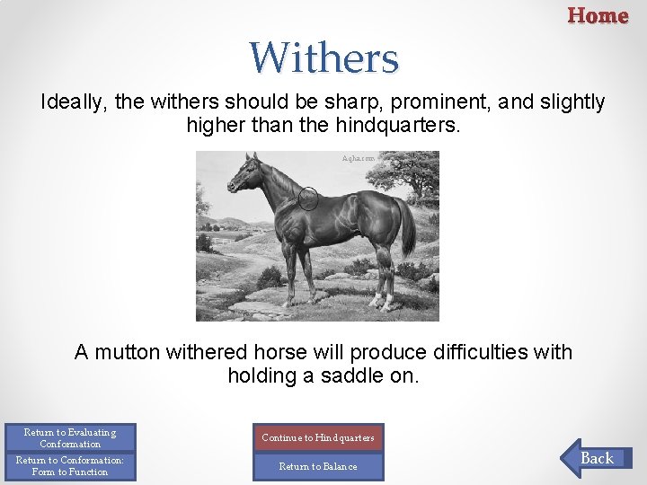 Withers Home Ideally, the withers should be sharp, prominent, and slightly higher than the Withers Home Ideally, the withers should be sharp, prominent, and slightly higher than the