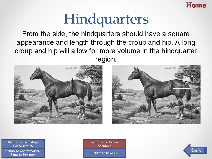 Home Hindquarters From the side, the hindquarters should have a square appearance and length Home Hindquarters From the side, the hindquarters should have a square appearance and length
