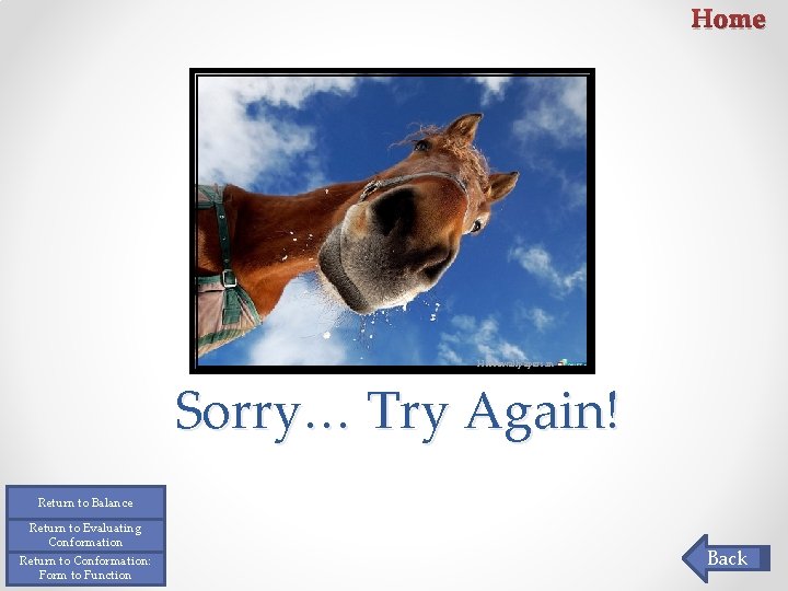 Home Horsewallpapers. in Sorry… Try Again! Return to Balance Return to Evaluating Conformation Return Home Horsewallpapers. in Sorry… Try Again! Return to Balance Return to Evaluating Conformation Return