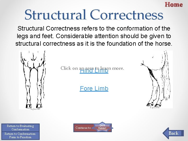 Structural Correctness Home Structural Correctness refers to the conformation of the legs and feet. Structural Correctness Home Structural Correctness refers to the conformation of the legs and feet.