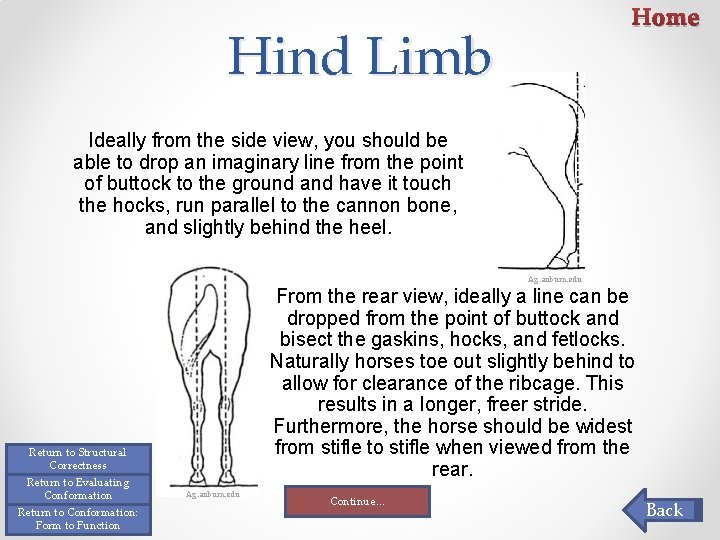 Home Hind Limb Ideally from the side view, you should be able to drop Home Hind Limb Ideally from the side view, you should be able to drop