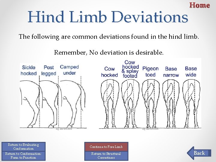 Hind Limb Deviations Home The following are common deviations found in the hind limb. Hind Limb Deviations Home The following are common deviations found in the hind limb.