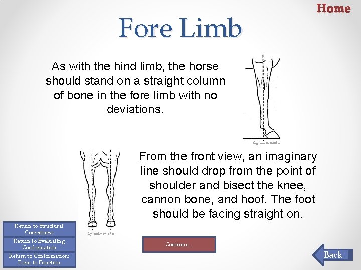 Home Fore Limb As with the hind limb, the horse should stand on a Home Fore Limb As with the hind limb, the horse should stand on a