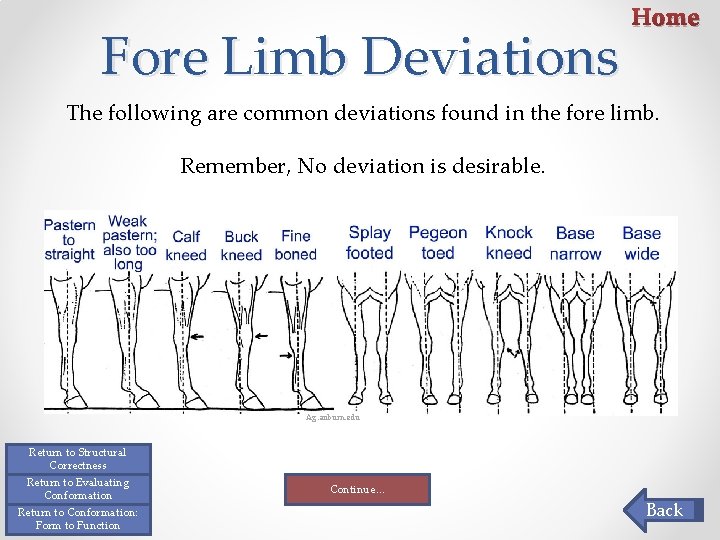 Fore Limb Deviations Home The following are common deviations found in the fore limb. Fore Limb Deviations Home The following are common deviations found in the fore limb.