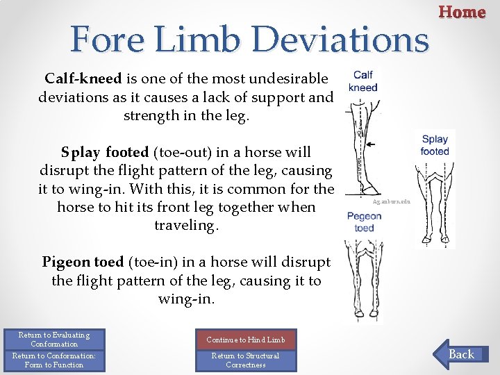 Fore Limb Deviations Home Calf-kneed is one of the most undesirable deviations as it Fore Limb Deviations Home Calf-kneed is one of the most undesirable deviations as it
