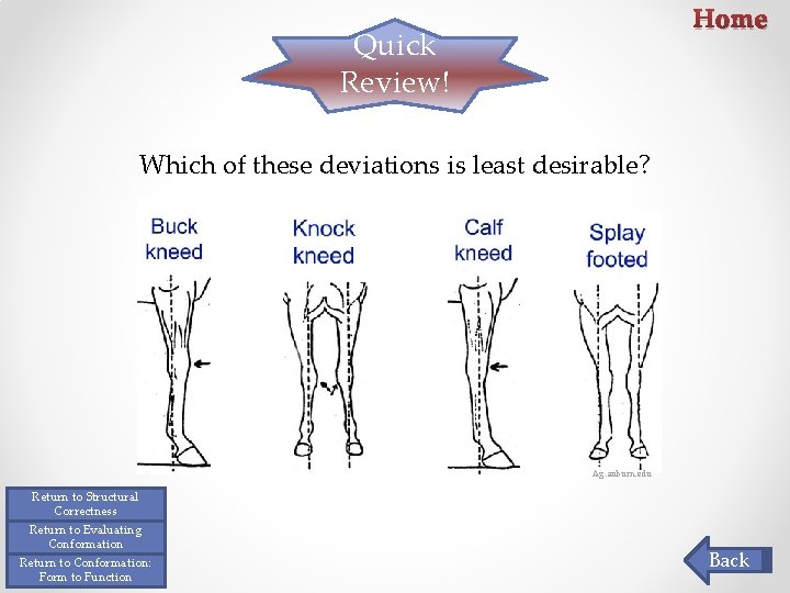 Home Quick Review! Which of these deviations is least desirable? Ag. auburn. edu Return Home Quick Review! Which of these deviations is least desirable? Ag. auburn. edu Return