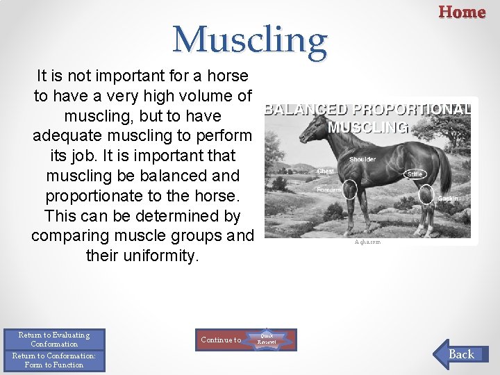 Home Muscling It is not important for a horse to have a very high Home Muscling It is not important for a horse to have a very high