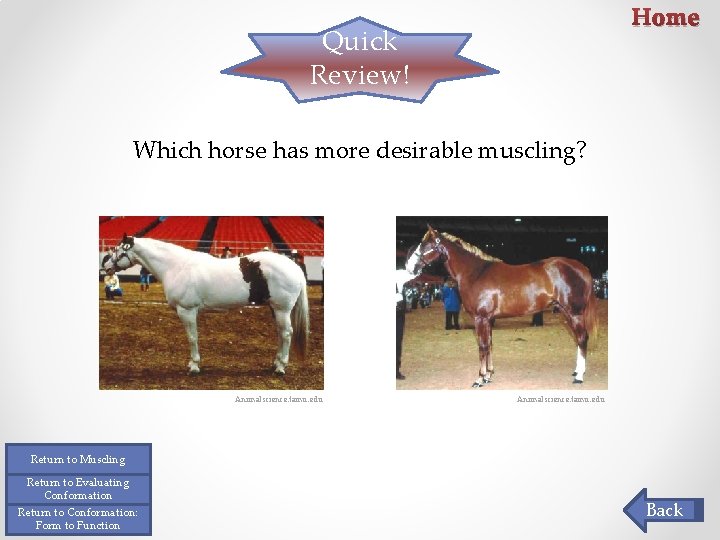 Home Quick Review! Which horse has more desirable muscling? Animalscience. tamu. edu Return to Home Quick Review! Which horse has more desirable muscling? Animalscience. tamu. edu Return to