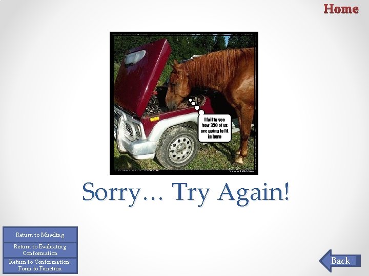 Home Vichorse. com Sorry… Try Again! Return to Muscling Return to Evaluating Conformation Return Home Vichorse. com Sorry… Try Again! Return to Muscling Return to Evaluating Conformation Return