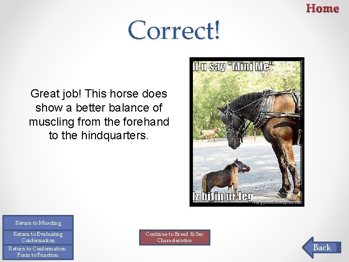 Home Correct! Great job! This horse does show a better balance of muscling from Home Correct! Great job! This horse does show a better balance of muscling from