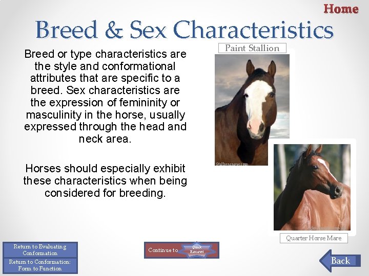 Home Breed & Sex Characteristics Paint Stallion Breed or type characteristics are the style Home Breed & Sex Characteristics Paint Stallion Breed or type characteristics are the style