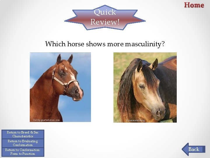 Home Quick Review! Which horse shows more masculinity? Gulsbyquarterhorses. com Equine-world. org Return to Home Quick Review! Which horse shows more masculinity? Gulsbyquarterhorses. com Equine-world. org Return to