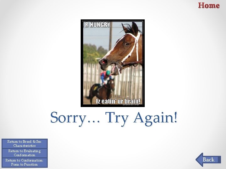 Home Lolhorses. com Sorry… Try Again! Return to Breed & Sex Characteristics Return to Home Lolhorses. com Sorry… Try Again! Return to Breed & Sex Characteristics Return to