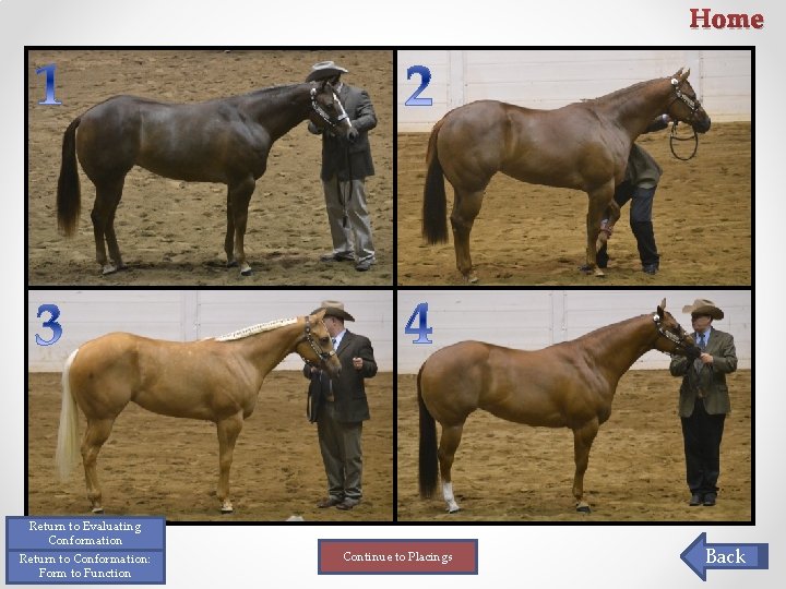 Home Return to Evaluating Conformation Return to Conformation: Form to Function Continue to Placings Home Return to Evaluating Conformation Return to Conformation: Form to Function Continue to Placings