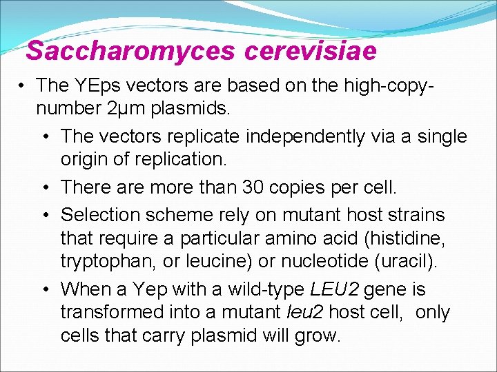 Saccharomyces cerevisiae • The YEps vectors are based on the high-copynumber 2µm plasmids. •