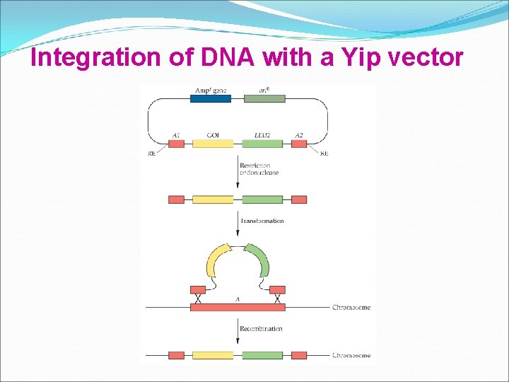 Integration of DNA with a Yip vector 