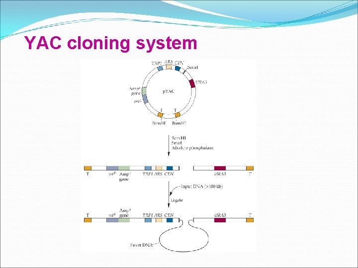 YAC cloning system YAC cloning system