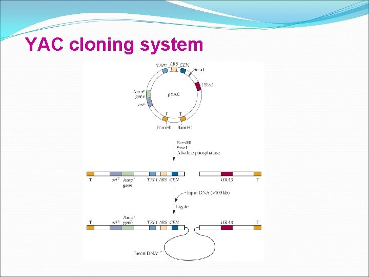 YAC cloning system 