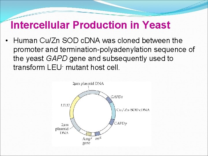 Intercellular Production in Yeast • Human Cu/Zn SOD c. DNA was cloned between the Intercellular Production in Yeast • Human Cu/Zn SOD c. DNA was cloned between the