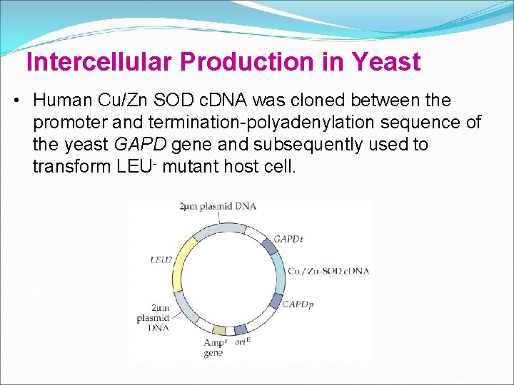 Intercellular Production in Yeast • Human Cu/Zn SOD c. DNA was cloned between the