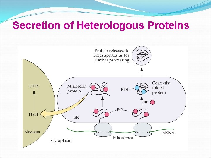 Secretion of Heterologous Proteins 