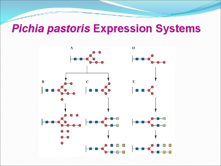 Pichia pastoris Expression Systems Pichia pastoris Expression Systems
