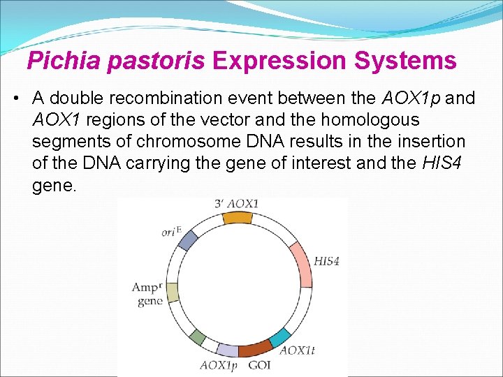 Pichia pastoris Expression Systems • A double recombination event between the AOX 1 p