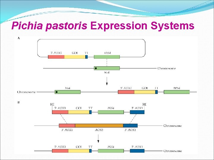 Pichia pastoris Expression Systems Pichia pastoris Expression Systems