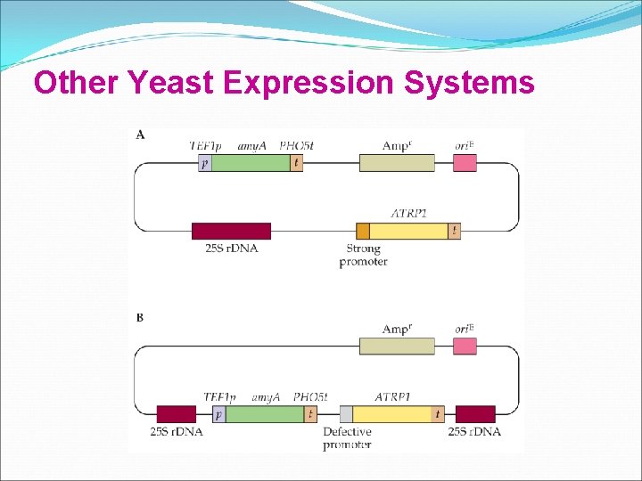 Other Yeast Expression Systems 