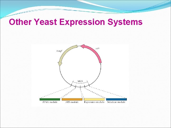 Other Yeast Expression Systems 