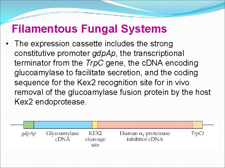 Filamentous Fungal Systems • The expression cassette includes the strong constitutive promoter gdp. Ap,