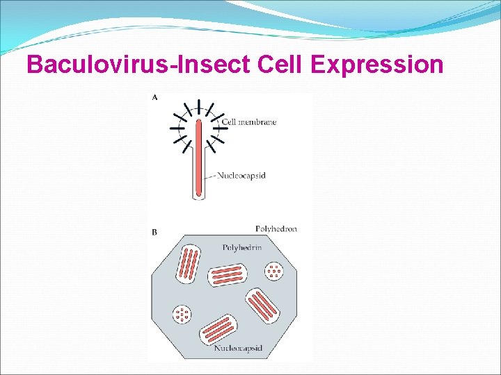 Baculovirus-Insect Cell Expression Baculovirus-Insect Cell Expression