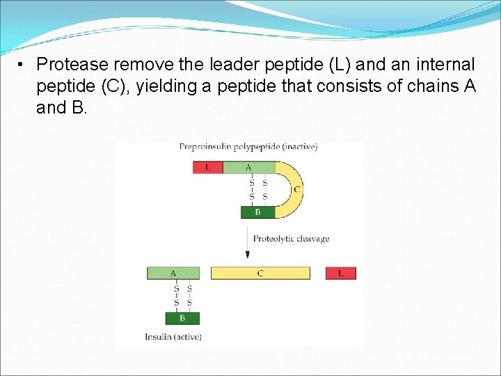  • Protease remove the leader peptide (L) and an internal peptide (C), yielding