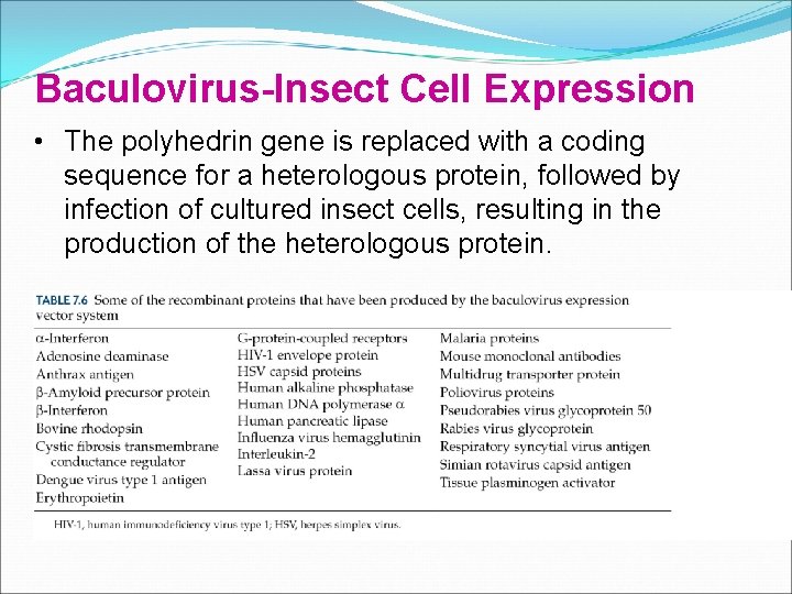 Baculovirus-Insect Cell Expression • The polyhedrin gene is replaced with a coding sequence for