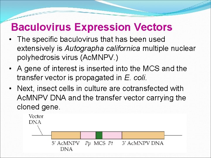 Baculovirus Expression Vectors • The specific baculovirus that has been used extensively is Autographa Baculovirus Expression Vectors • The specific baculovirus that has been used extensively is Autographa