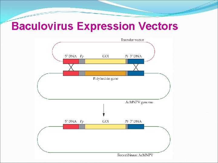 Baculovirus Expression Vectors 