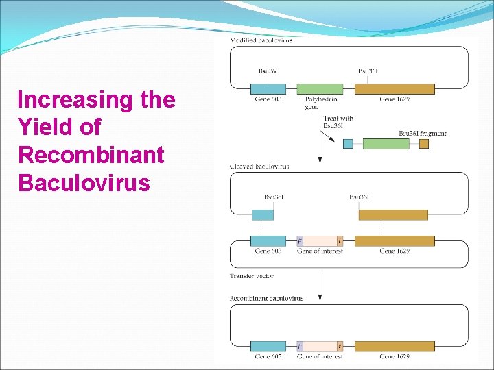 Increasing the Yield of Recombinant Baculovirus 
